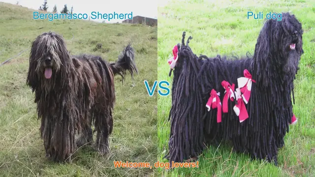 Video thumbnail for Bergamasco Shepherd vs. Puli Dog: A Comparison of Unique Long-Hair Breeds