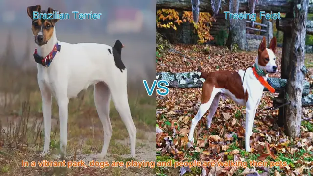 Video thumbnail for Brazilian Terrier vs. Treeing Feist: A Comparison of Two Lively Dog Breeds