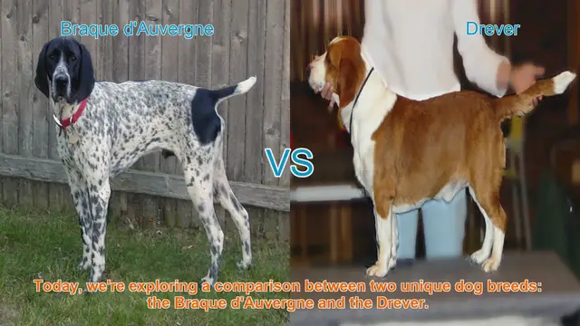 Video thumbnail for Braque d'Auvergne vs. Drever: A Comprehensive Comparison
