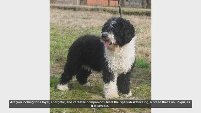 Video thumbnail for Meet the Spanish Water Dog: Loyal, Energetic, and Versatile!