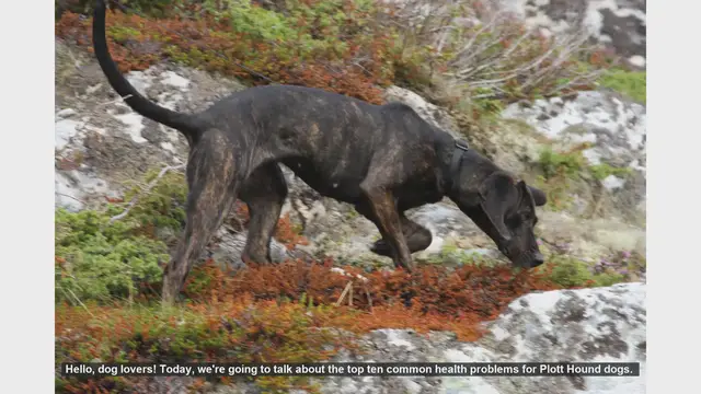 Video thumbnail for Top 10 Common Health Problems in Plott Hound Dogs