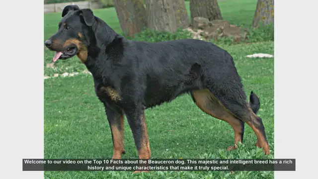 Video thumbnail for Top 10 Fascinating Facts About the Beauceron Dog