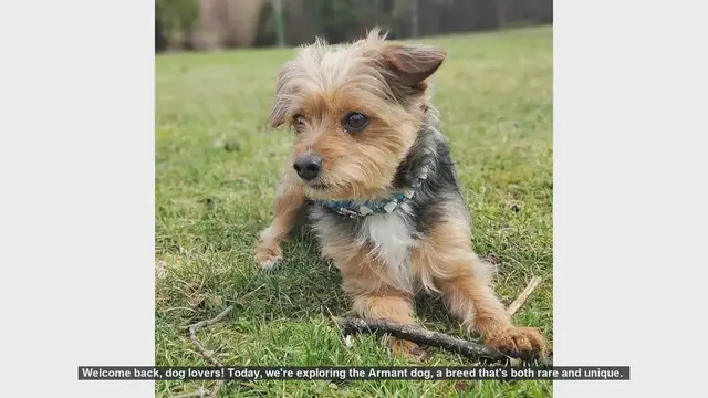 Video thumbnail for Top 10 Fascinating Facts About the Rare Armant Dog