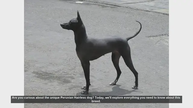 Video thumbnail for Discover the Unique Peruvian Hairless Dog: History, Care, and Companionship