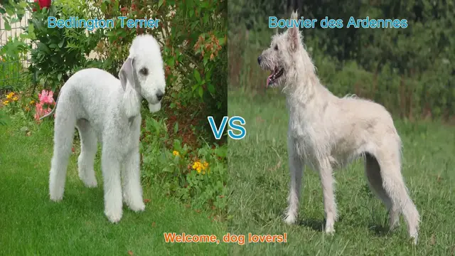 Video thumbnail for Bedlington Terrier vs. Bouvier des Ardennes: A Comparison of Unique Dog Breeds