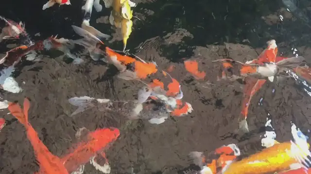 Video thumbnail for Clear Koi Ponds: Preventing Green Water