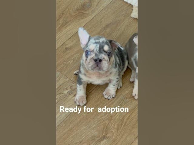 Video thumbnail for adorable  frenchy  looking for new family #frenchiesoft
