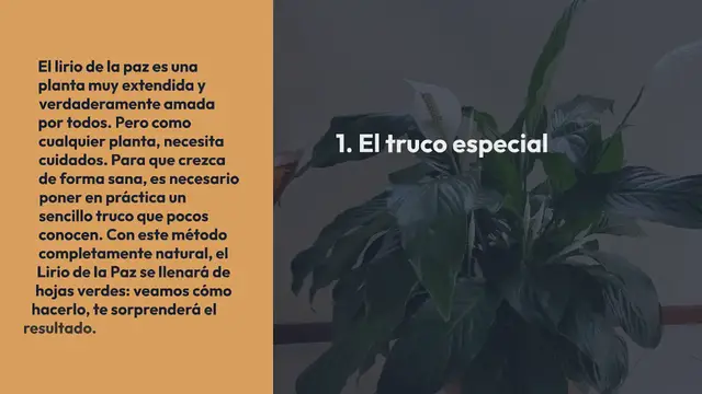 Video thumbnail for Lirio de la paz, este líquido vale oro: explotará muchas hojas verdes saludables