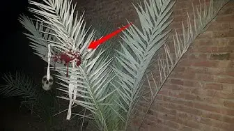 Video thumbnail for jinnat ki Basti Drakhat ky Upar bohat khatarnak Jadu Tona with Rao Shamas Ali #Ep626