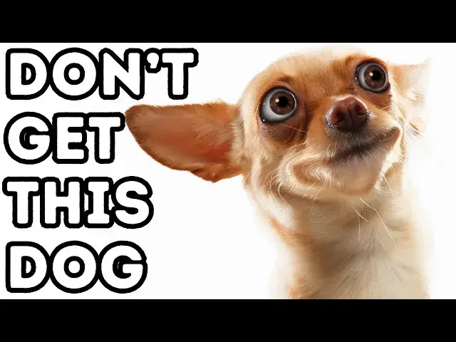 'Video thumbnail for 8 Worst Dog Breeds for First Time Owners'