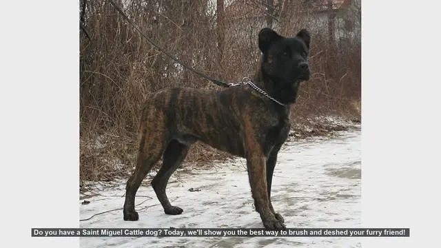 Video thumbnail for How to Brush and Deshed Your Saint Miguel Cattle Dog