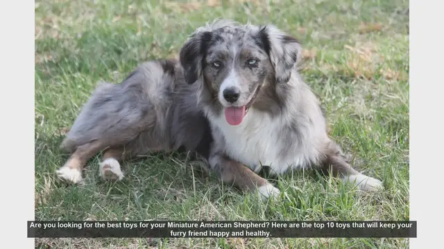 Video thumbnail for Top 10 Toys for Your Miniature American Shepherd
