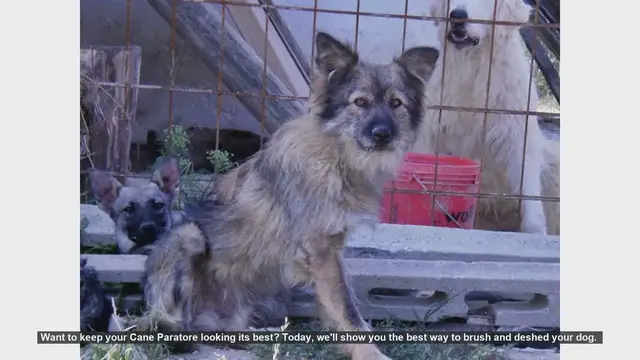 Video thumbnail for How to Brush and Deshed Your Cane Paratore: Essential Tips