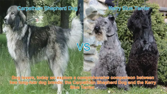 Video thumbnail for Carpathian Shepherd Dog vs. Kerry Blue Terrier: A Comprehensive Comparison