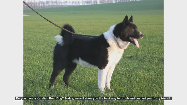 Video thumbnail for How to Brush and Deshed Your Karelian Bear Dog