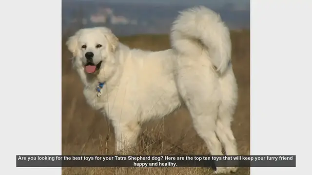 Video thumbnail for Top 10 Toys to Keep Your Tatra Shepherd Dog Happy and Healthy
