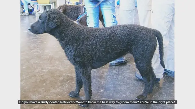 Video thumbnail for How to Groom Your Curly-coated Retriever: Step-by-Step Guide