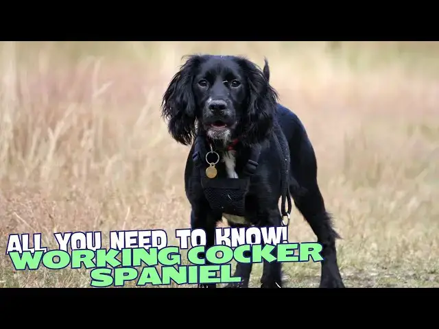 Video thumbnail for What Is a Working Cocker Spaniel?🐕✨