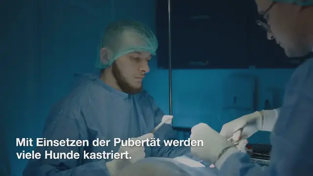 Video thumbnail for Kastration beim Hund: Alle Kosten & Preise im Überblick