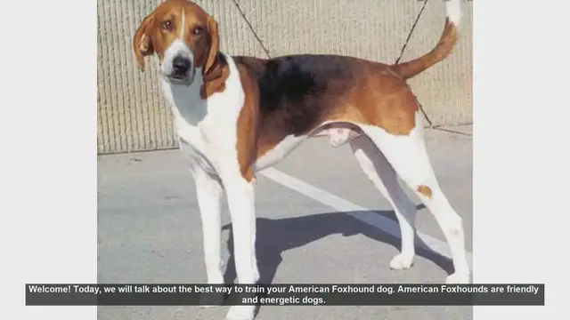 Video thumbnail for How to Train Your American Foxhound: Tips and Techniques