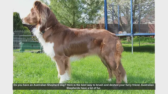 Video thumbnail for How to Brush and Deshed Your Australian Shepherd: A Step-by-Step Guide