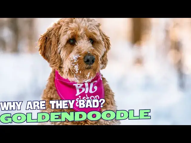 Video thumbnail for Why Are Goldendoodles Bad???