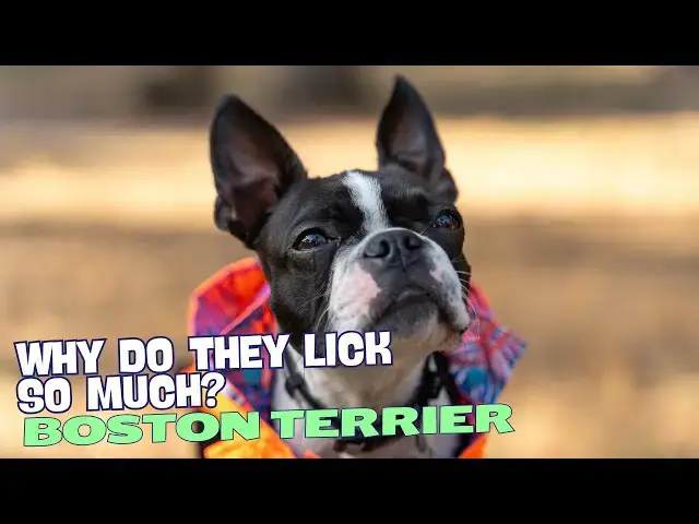 Video thumbnail for Why Do Boston Terriers Lick So Much? 👅🐶