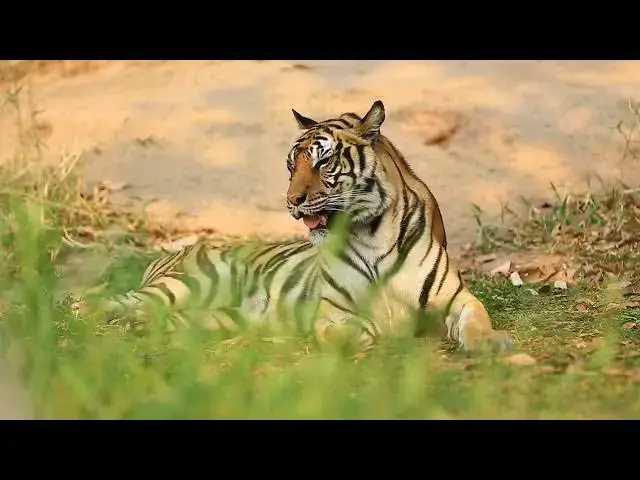 Video thumbnail for How Do Tigers Hunt in Grasslands Compared to Forests?