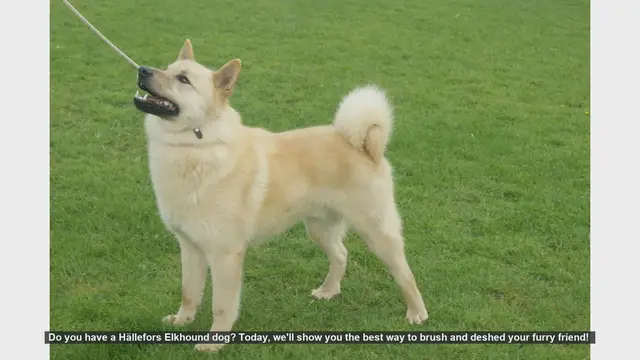Video thumbnail for How to Brush and Deshed Your Hällefors Elkhound