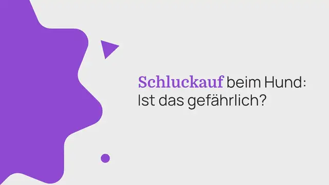 Video thumbnail for Schluckauf beim Hund: Ist das gefährlich? Wir klären auf!