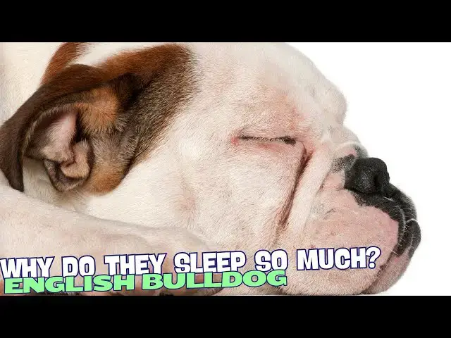 Video thumbnail for Why Do English Bulldogs Sleep So Much? 😴🐶