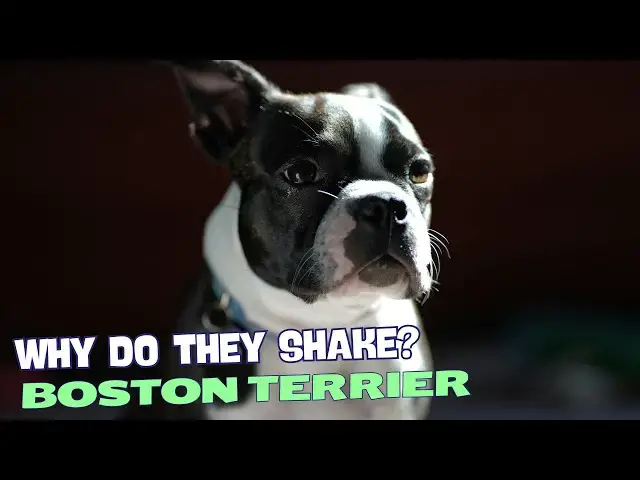 Video thumbnail for Why Do Boston Terriers Shake? 🐕❓