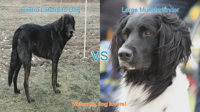 Video thumbnail for Comparing Castro Laboreiro Dog and Large Münsterländer: A Guide for Dog Lovers
