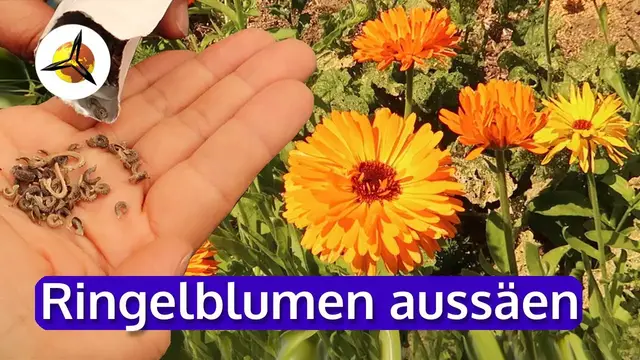 Aloe Vera Gel ist gelb, rosa, lila, rotbraun oder braun  Philognosie