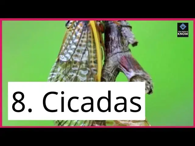 Video thumbnail for Top 10 Insects You Didn’t Know Were Edible