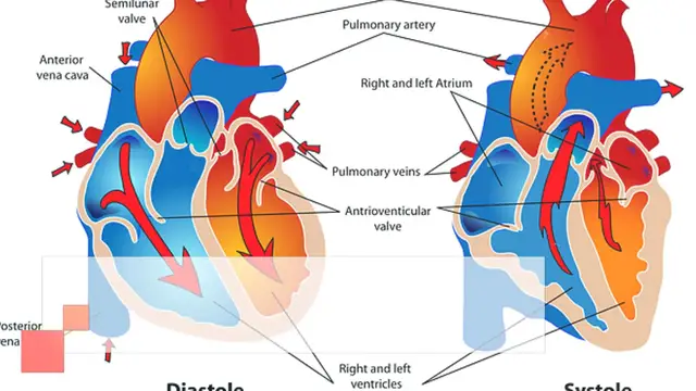 Video thumbnail for 10,000 Steps for Heart Health: Lowering Your Risk of Cardiovascular Disease
