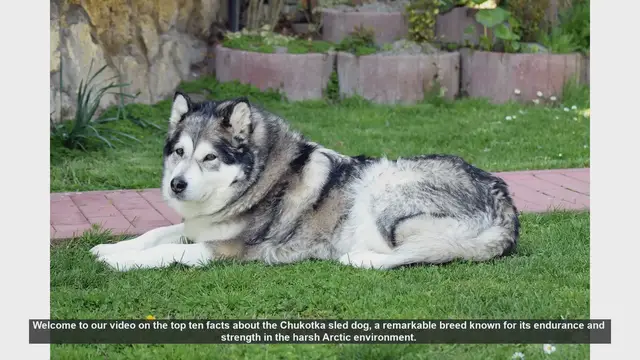 Video thumbnail for Top 10 Fascinating Facts About the Chukotka Sled Dog