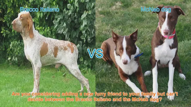 Video thumbnail for Bracco Italiano vs. McNab Dog: A Comprehensive Breed Comparison