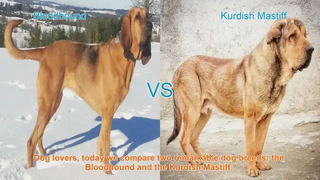 Video thumbnail for Bloodhound vs. Kurdish Mastiff: A Comparison of Remarkable Dog Breeds