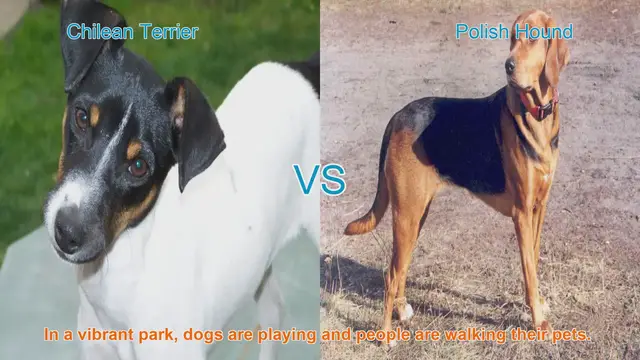 Video thumbnail for Chilean Terrier vs. Polish Hound: A Breed Comparison