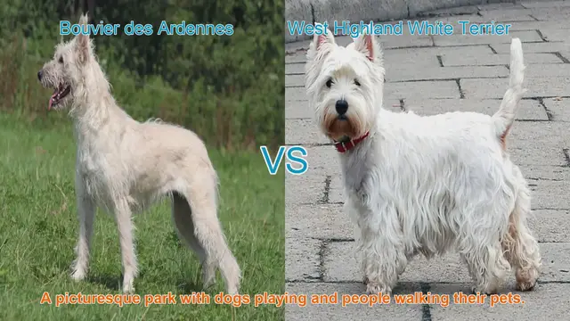Video thumbnail for Bouvier des Ardennes vs. West Highland White Terrier: A Breed Comparison