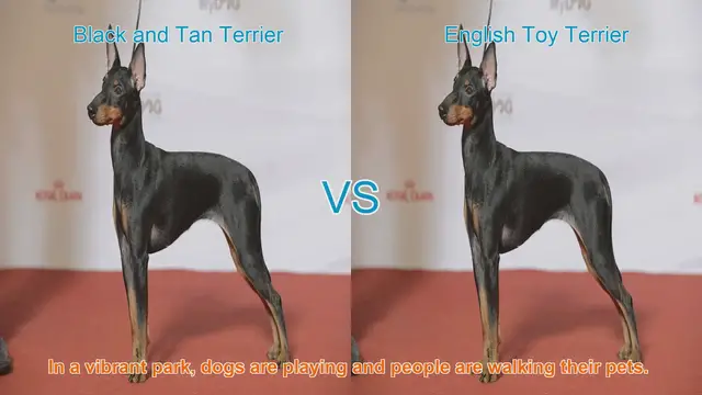 Video thumbnail for Black and Tan Terrier vs. English Toy Terrier: A Breed Comparison