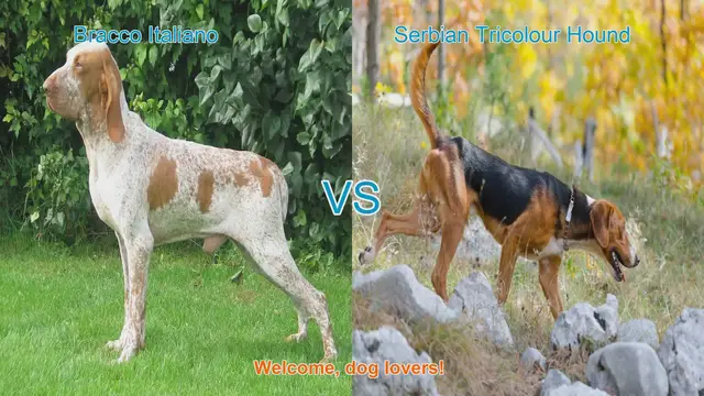 Video thumbnail for Bracco Italiano vs. Serbian Tricolour Hound: A Comprehensive Comparison