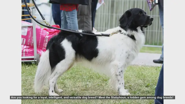 Video thumbnail for Discover the Stabyhoun: A Rare and Versatile Dog Breed