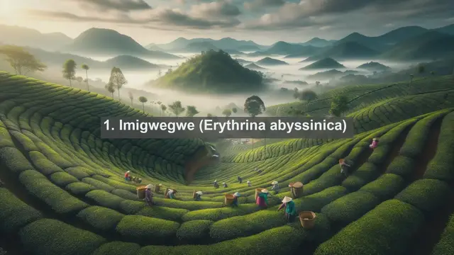 Video thumbnail for Exploring Burundi's Botanical Treasures: Top 10 Native Plants You Need to Know