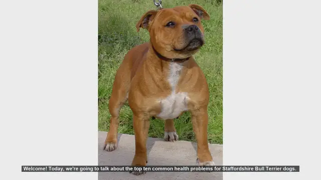 Video thumbnail for Top 10 Common Health Problems in Staffordshire Bull Terriers