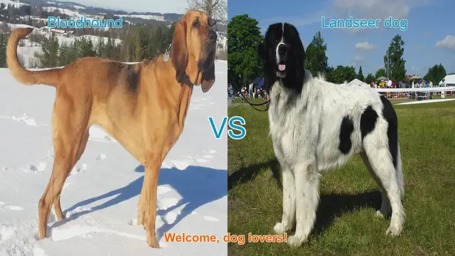 Video thumbnail for Bloodhound vs. Landseer: A Comparison of Two Beloved Dog Breeds