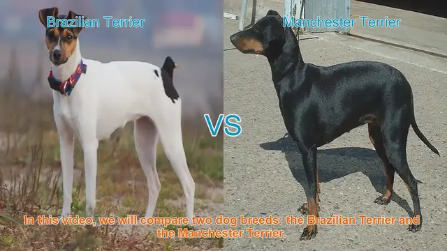 Video thumbnail for Brazilian Terrier vs. Manchester Terrier: A Breed Comparison
