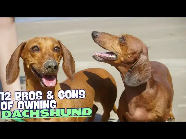 Video thumbnail for 12 Pros & Cons of Owning a Dachshund🐾