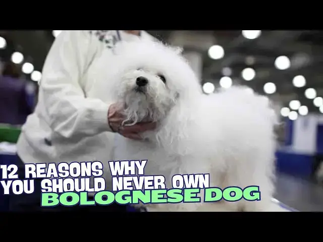 Video thumbnail for 12 Reasons Why You Should Never Own a Bolognese Dog🐶